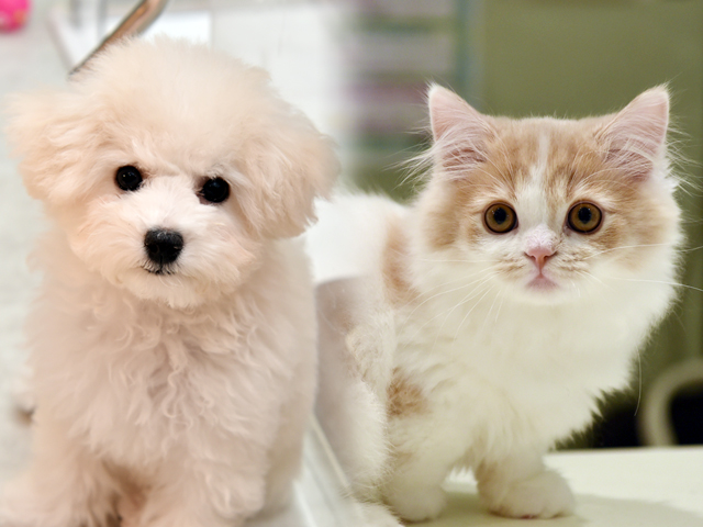 ペットライフのご提案