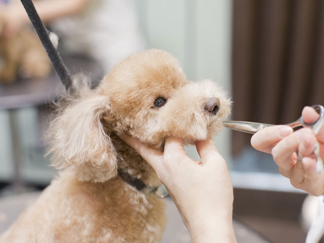 高い技術のトリミング