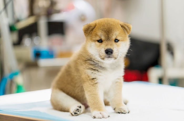 指定動物病院一覧