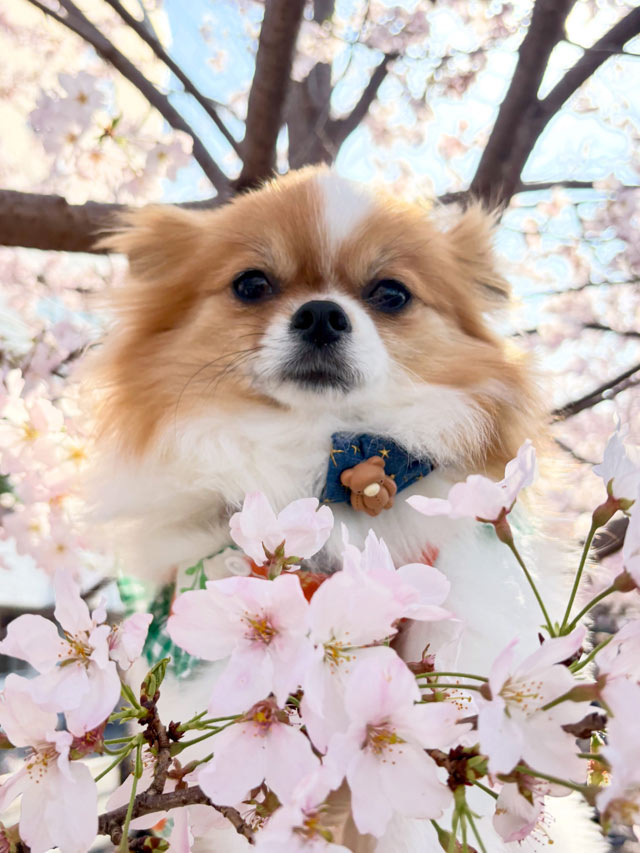 ステラちゃん