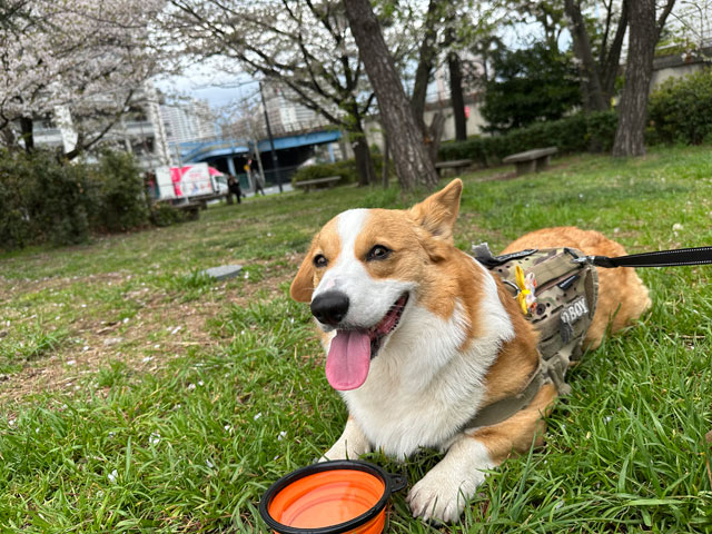 スティーム君