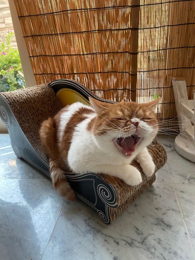 康夫ちゃん