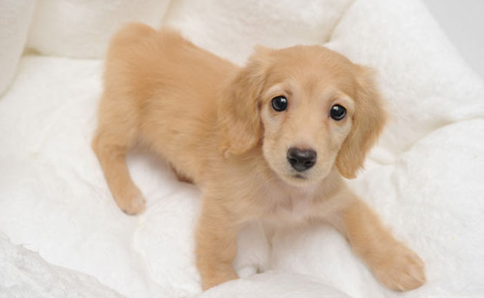 個室を備えたペットホテル