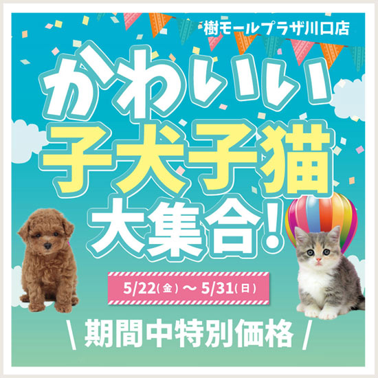 子犬子猫大集合