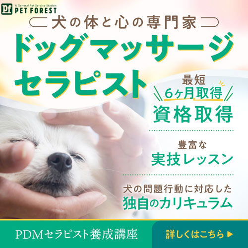 PDMセラピスト養成講座