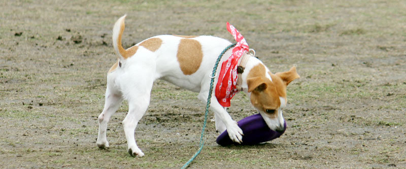 K9ゲーム