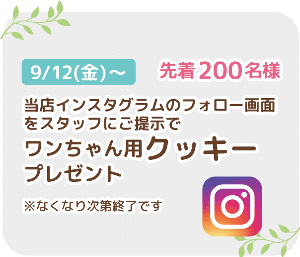インスタフォローでクッキープレゼント