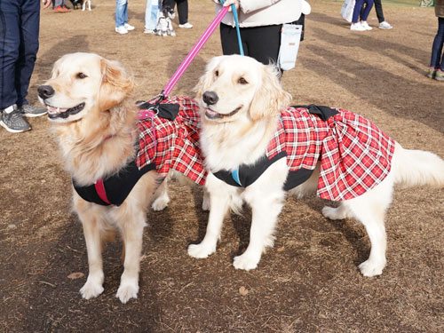 TOKYO DOG FESTIVAL