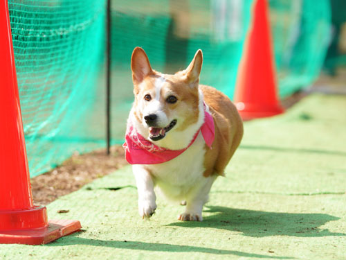 TOKYO DOG FESTIVAL