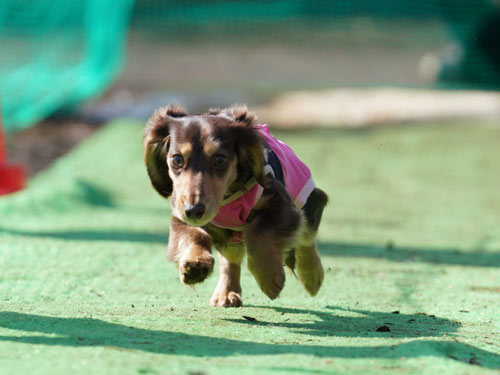 TOKYO DOG FESTIVAL